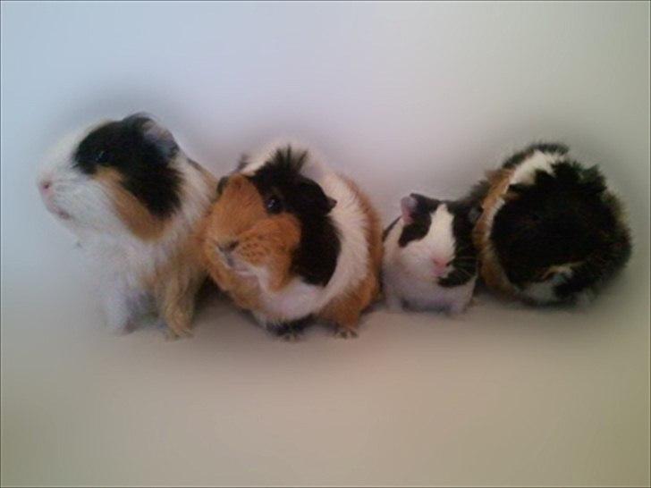 Marsvin Tamaya - Mine 4 piger : Freja, Tamaya, Nadie og Saga billede 20