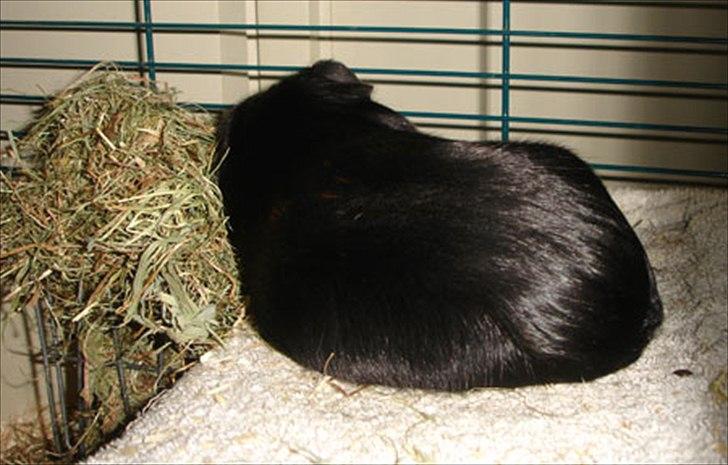 Marsvin Sorte billede 4