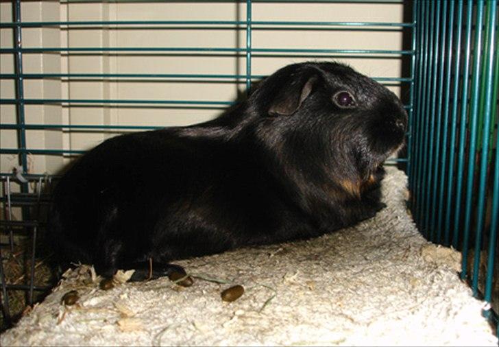 Marsvin Sorte billede 6