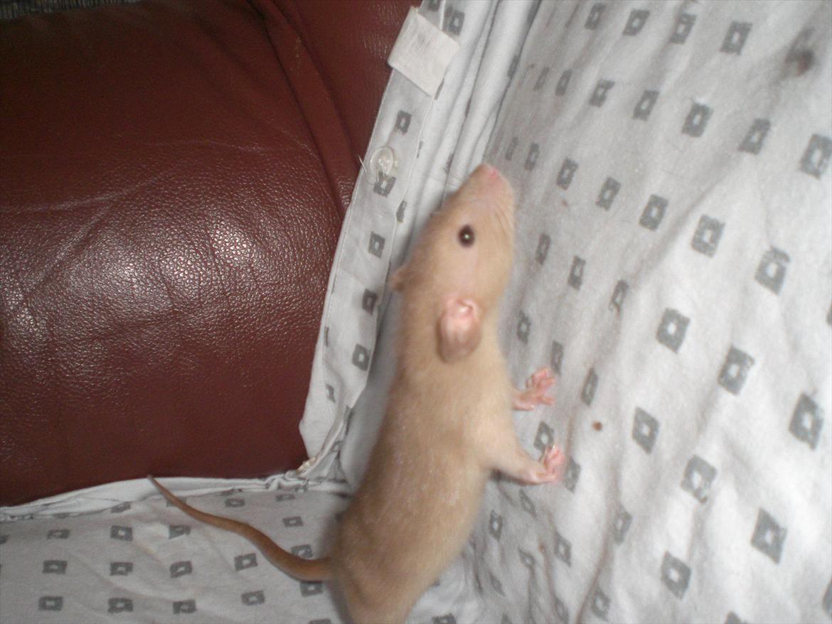 Tamrotte Ogopogo - 23/7-11. billede 2