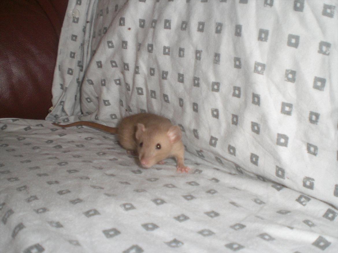 Tamrotte Ogopogo - 23/7-11. billede 3