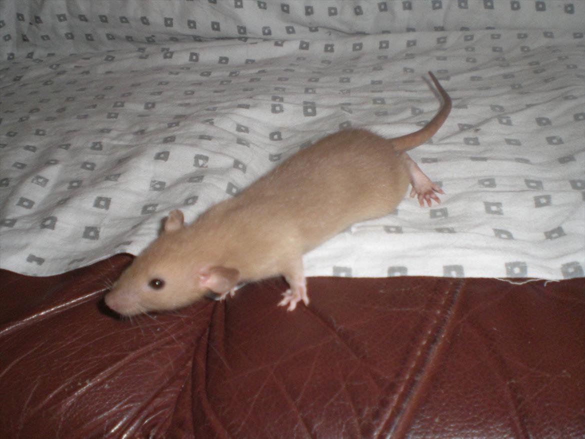 Tamrotte Ogopogo - 23/7-11. billede 4