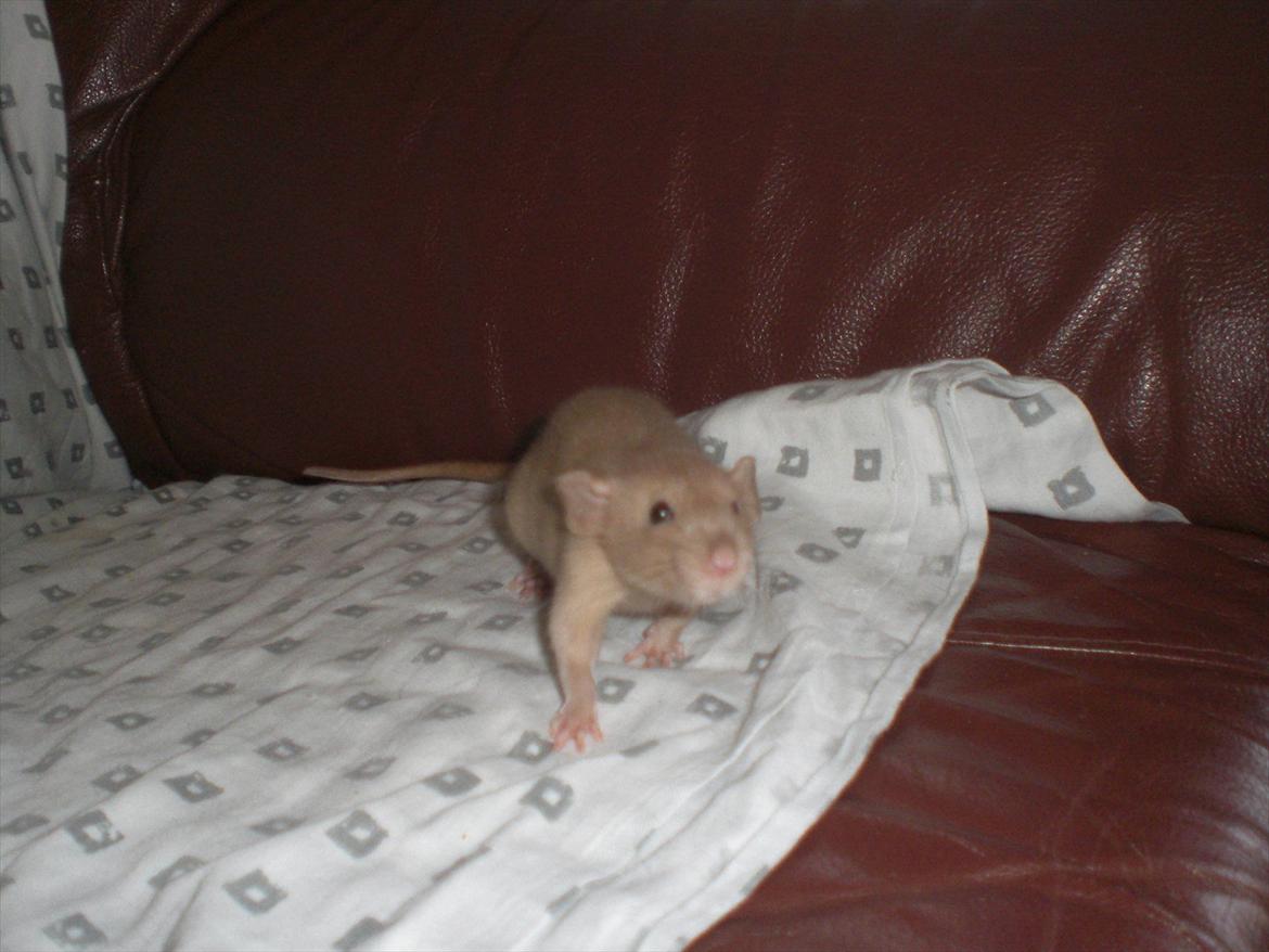 Tamrotte Ogopogo - 23/7-11. billede 5