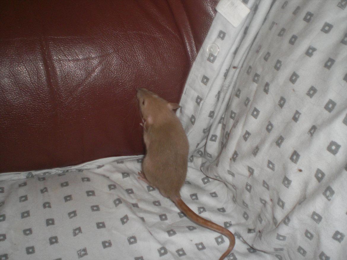 Tamrotte Ogopogo - 23/7-11. billede 6