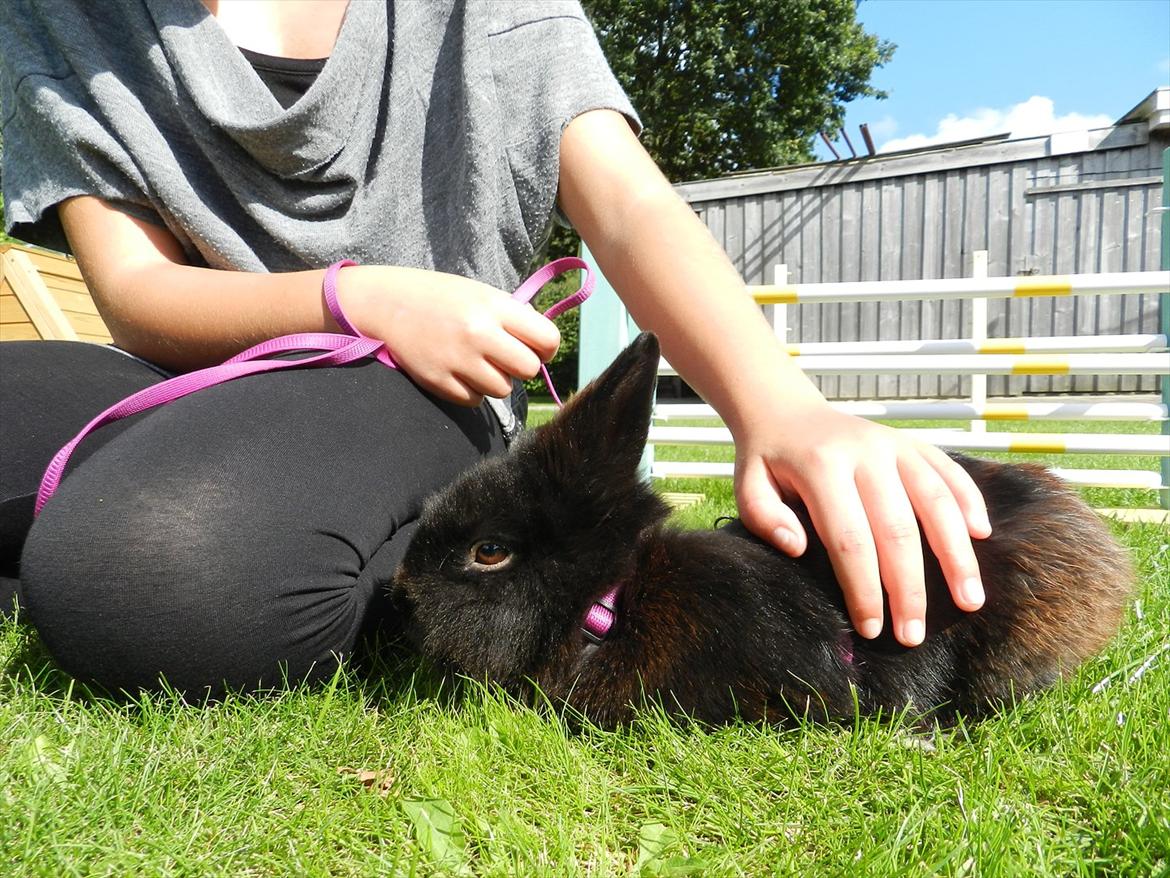 Kanin Speedy Cornsarles (forsvundet) :´( - Speedy bliver lige nusset (: billede 5