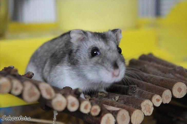 Dværghamster Didi R.I.P billede 1