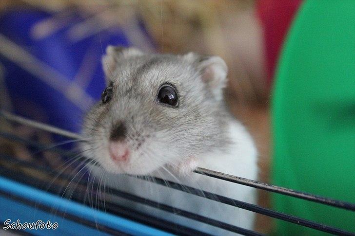Dværghamster Didi R.I.P billede 2