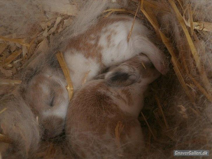 Kanin Petunia  - hende som lille med sin bror billede 6