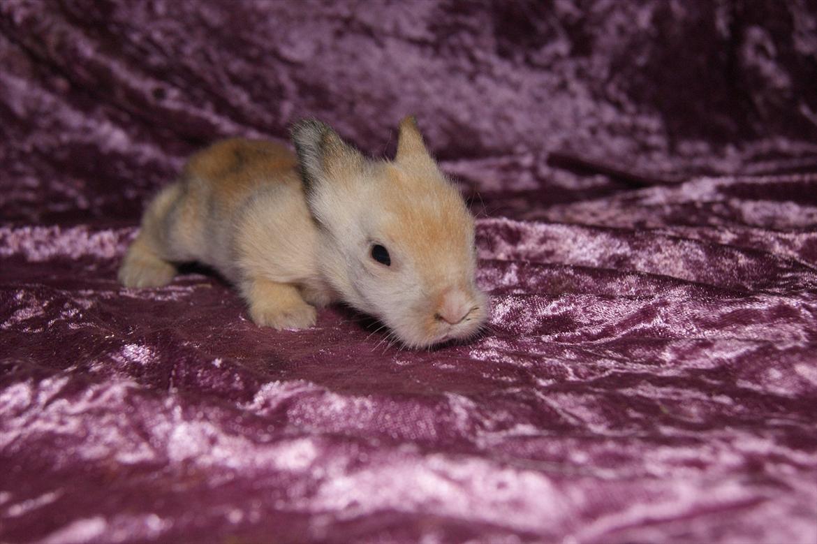 Kanin CervinaGaard's BellaDonna billede 2