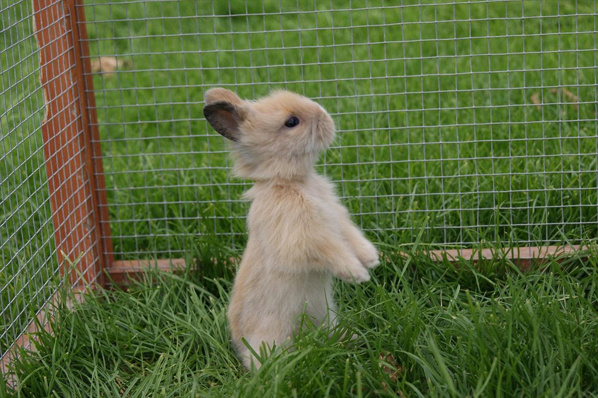 Kanin CervinaGaard's BellaDonna billede 3