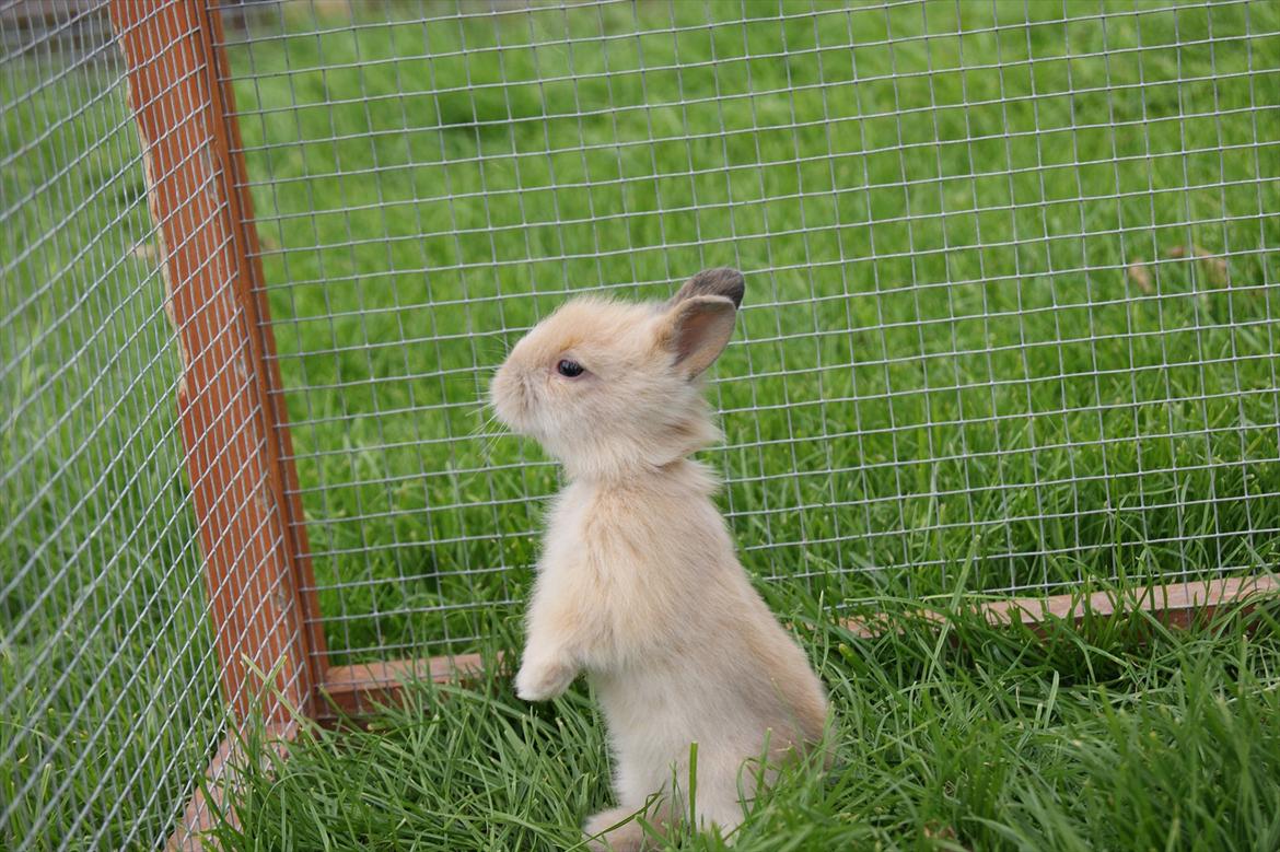 Kanin CervinaGaard's BellaDonna billede 4