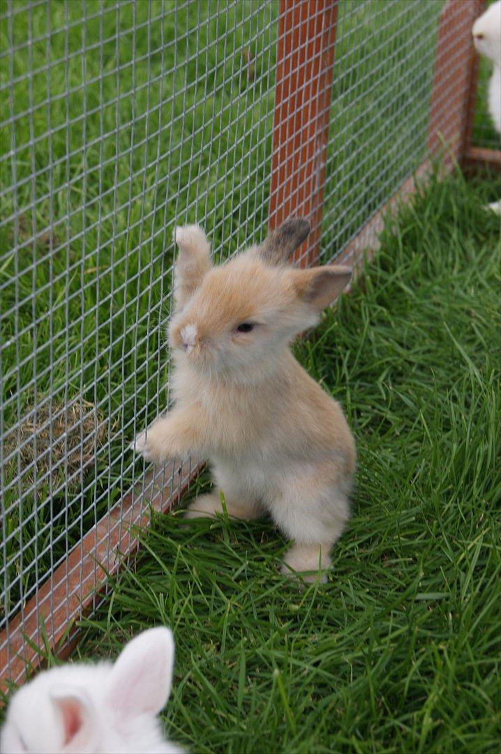 Kanin CervinaGaard's BellaDonna billede 5