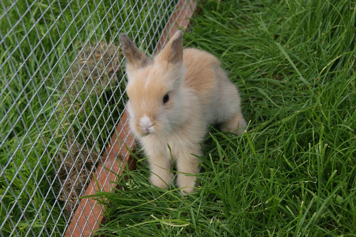 Kanin CervinaGaard's BellaDonna billede 6