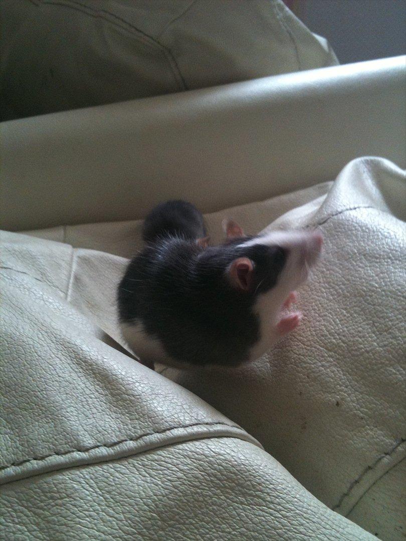 Tamrotte Luna - hihi! :D billede 2