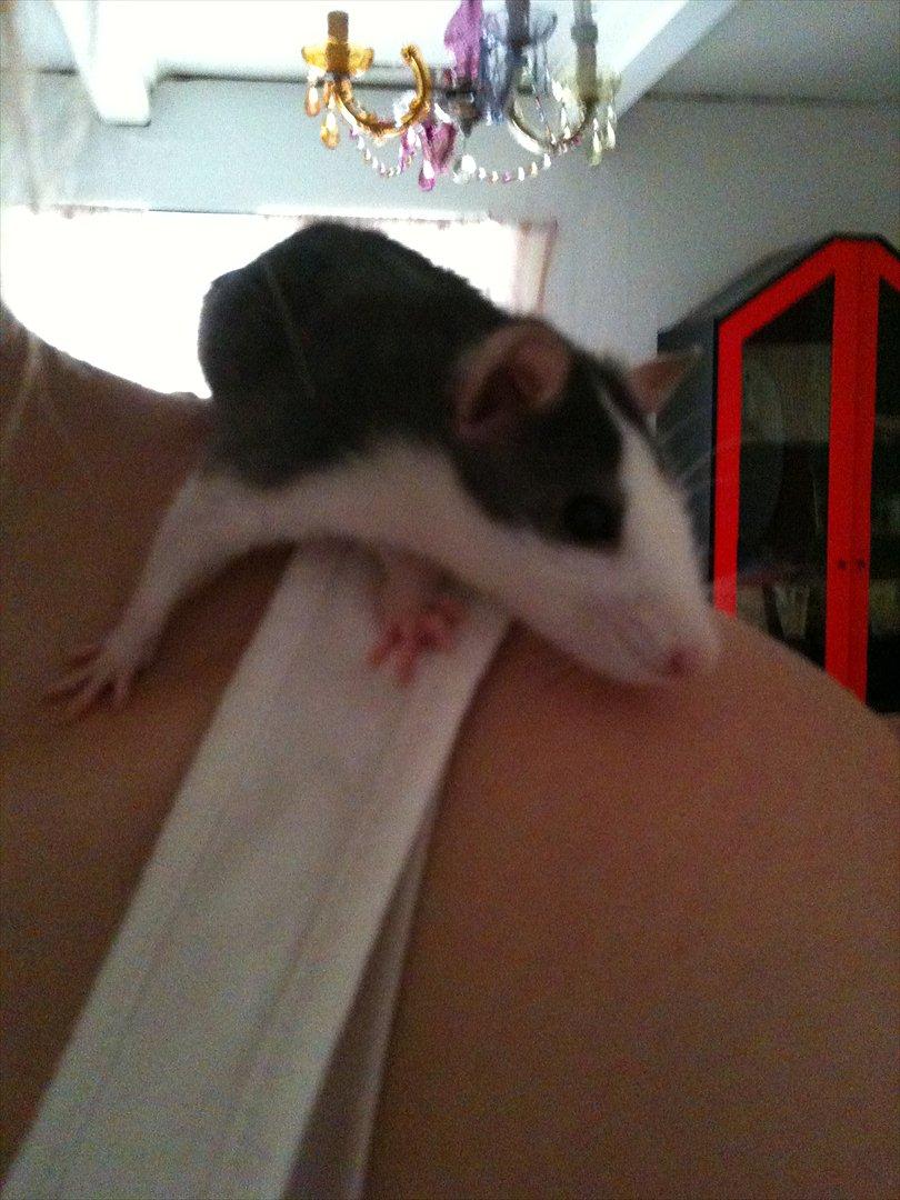 Tamrotte Luna - oppe på min skulder, som hun eeeelsker! :-) billede 3