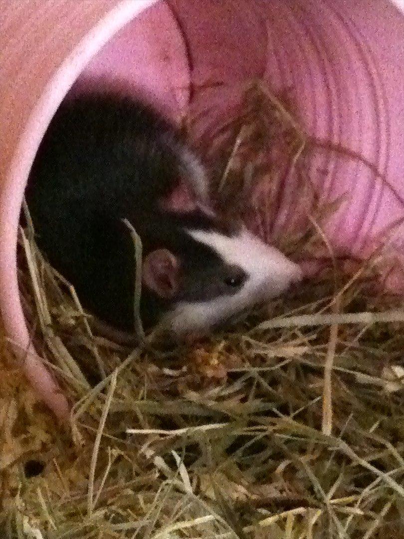 Tamrotte Luna - min lille skat, sover. :-*
hun vågnede dog da jeg tog billedet! :s <3 billede 4