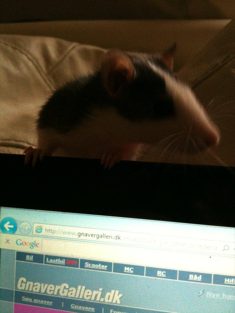 Tamrotte Luna - hihihi. :-) billede 5