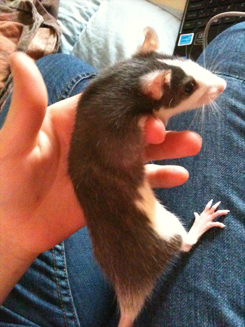 Tamrotte Luna - minskat <3 billede 6