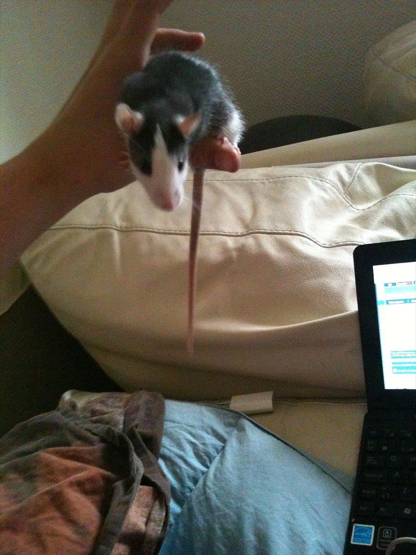 Tamrotte Luna - nysgerrige rotte! :D billede 7