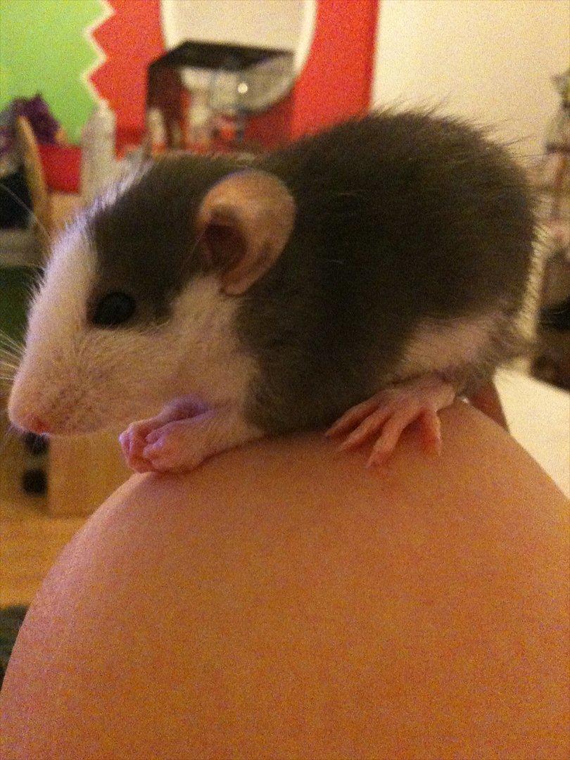 Tamrotte King billede 1