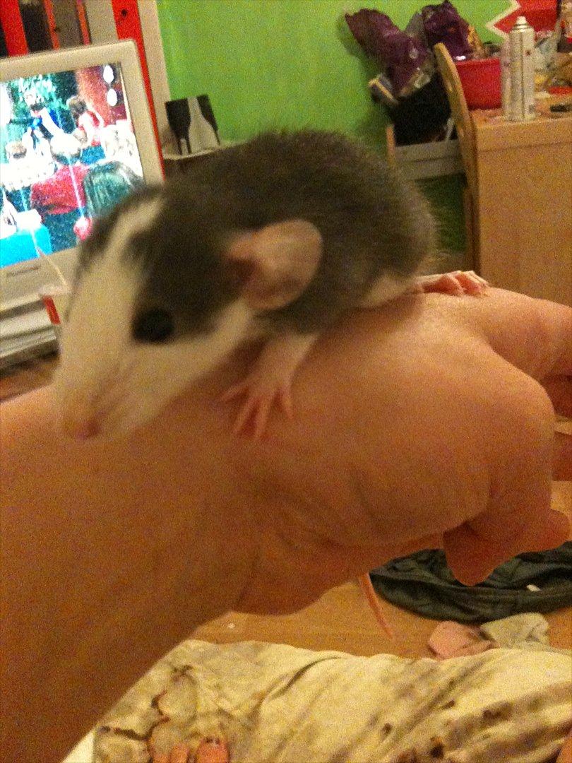 Tamrotte King billede 2