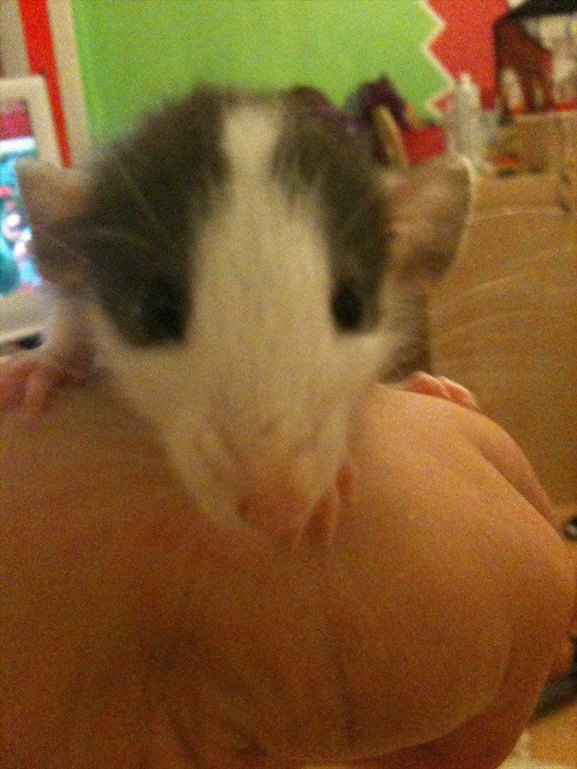 Tamrotte King billede 3