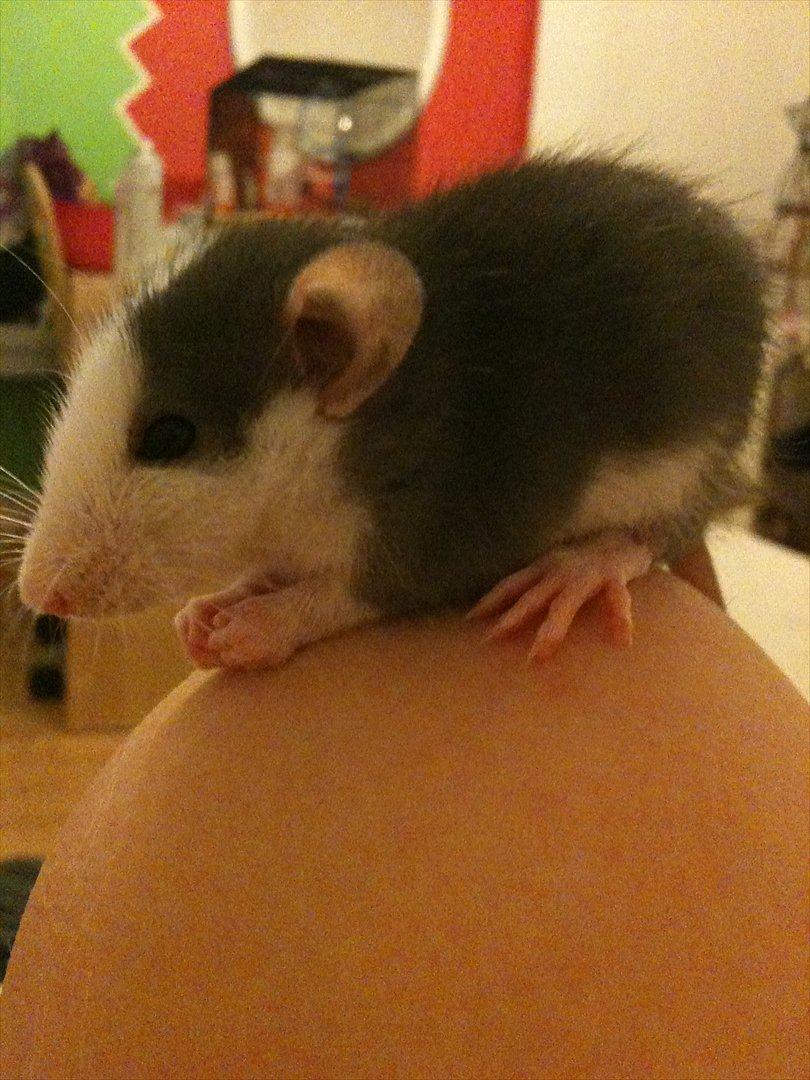 Tamrotte King billede 4