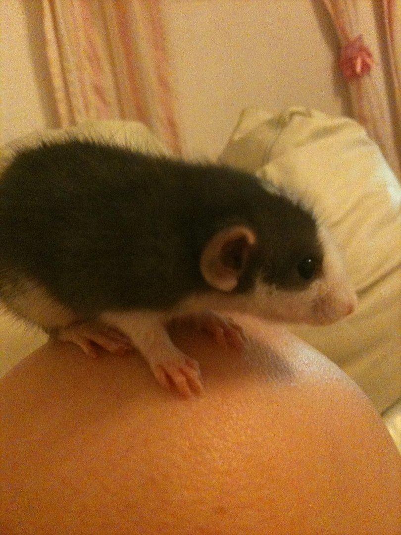 Tamrotte King billede 5