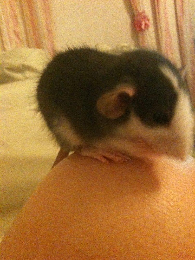 Tamrotte King billede 6