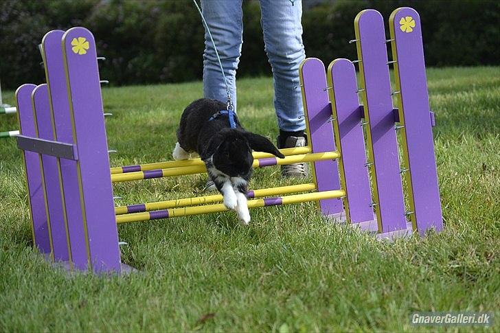 Kanin Pearcy - Let Lige i Egtved d. 7 August 2011 1*0 :) Foto: Anne Mette Jensen :) billede 10