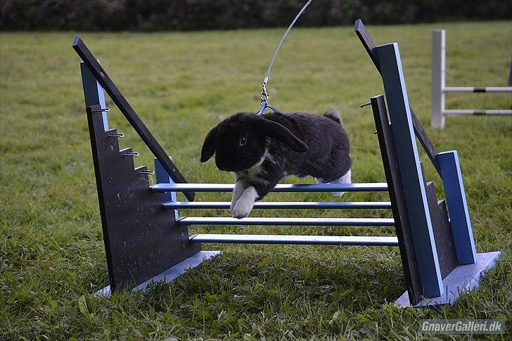 Kanin Pearcy - Let Lige i Egtved d. 7 August 2011 1*0 (her opvarmning)  Foto: Anne Mette Jensen :) billede 1