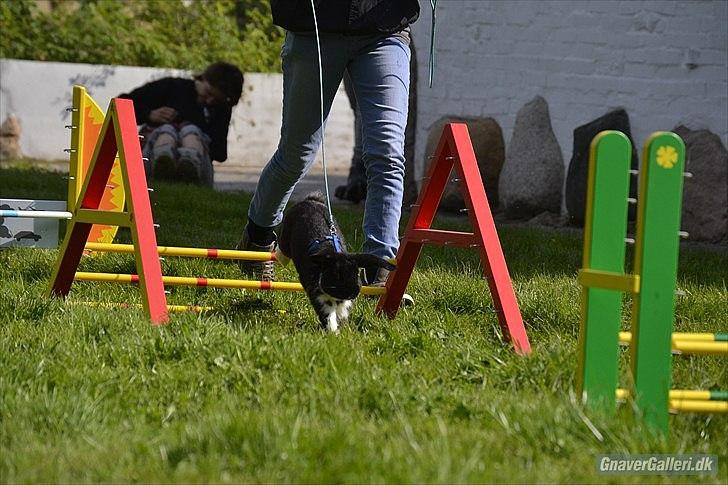 Kanin Pearcy - Let Lige i Egtved d. 7 August 2011 1*0 :) Foto: Anne Mette Jensen :) billede 8