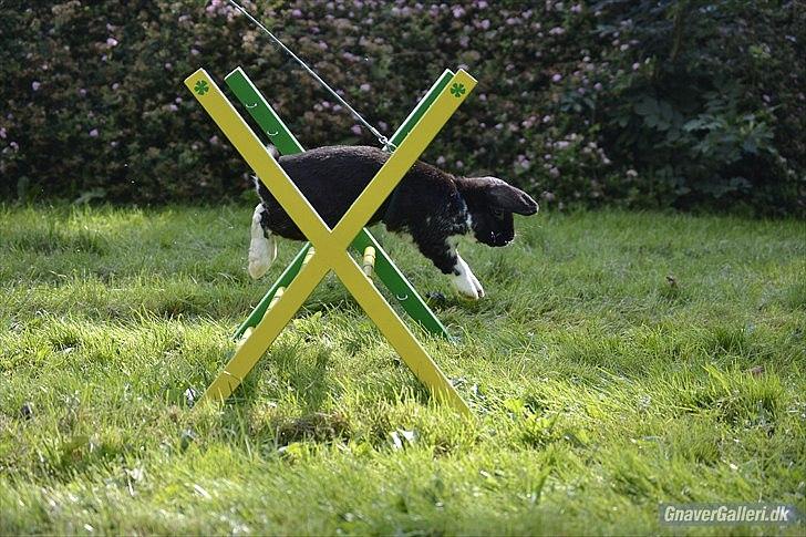 Kanin Pearcy - Let Lige i Egtved d. 7 August 2011 1*0 :) Foto: Anne Mette Jensen :) billede 4