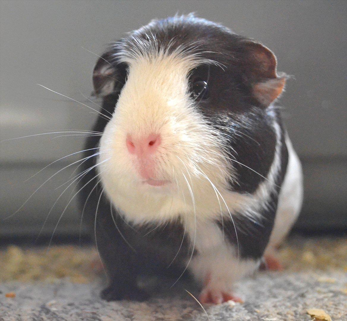 Marsvin |Daim billede 3