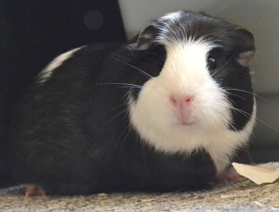 Marsvin |Daim billede 11