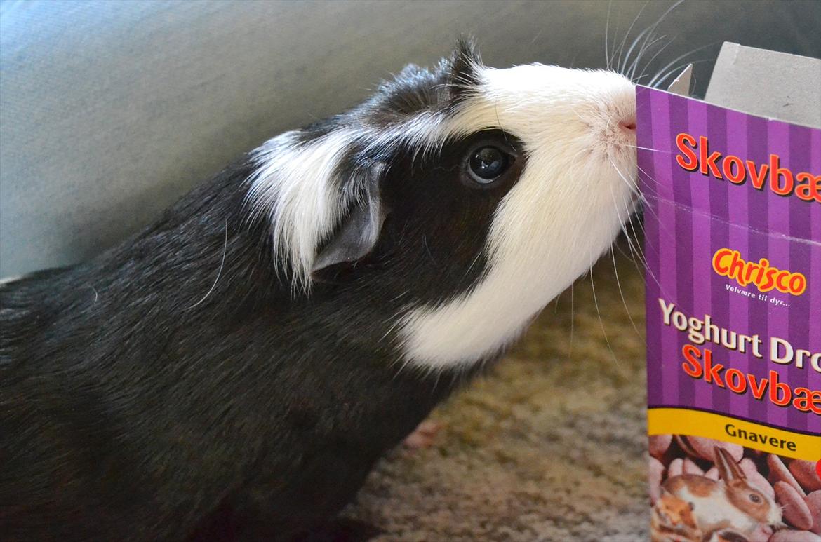 Marsvin |Daim billede 6