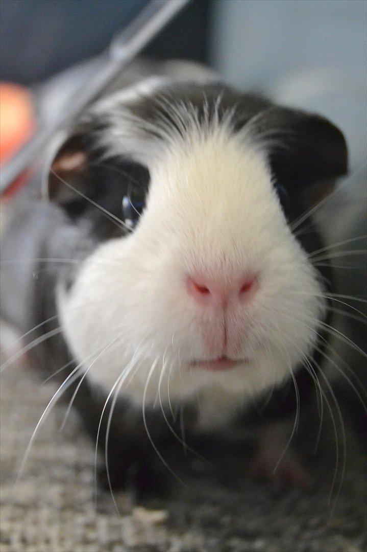 Marsvin |Daim billede 8