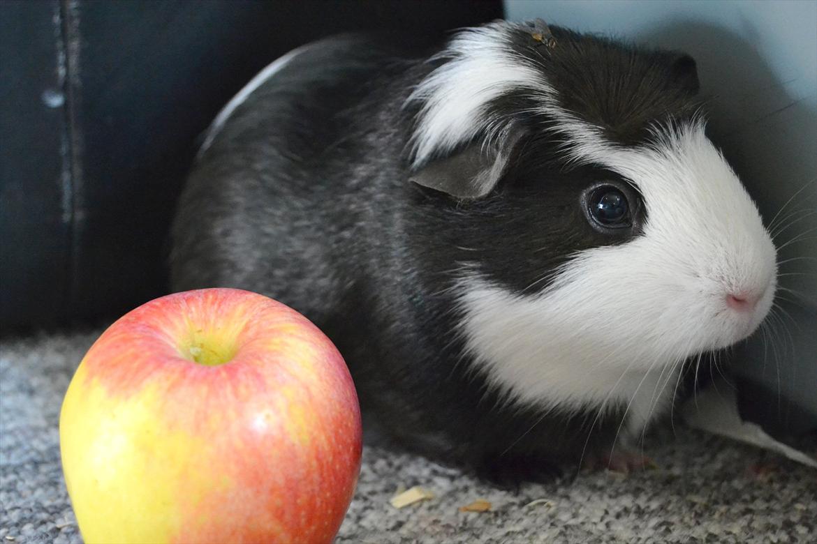 Marsvin |Daim billede 12