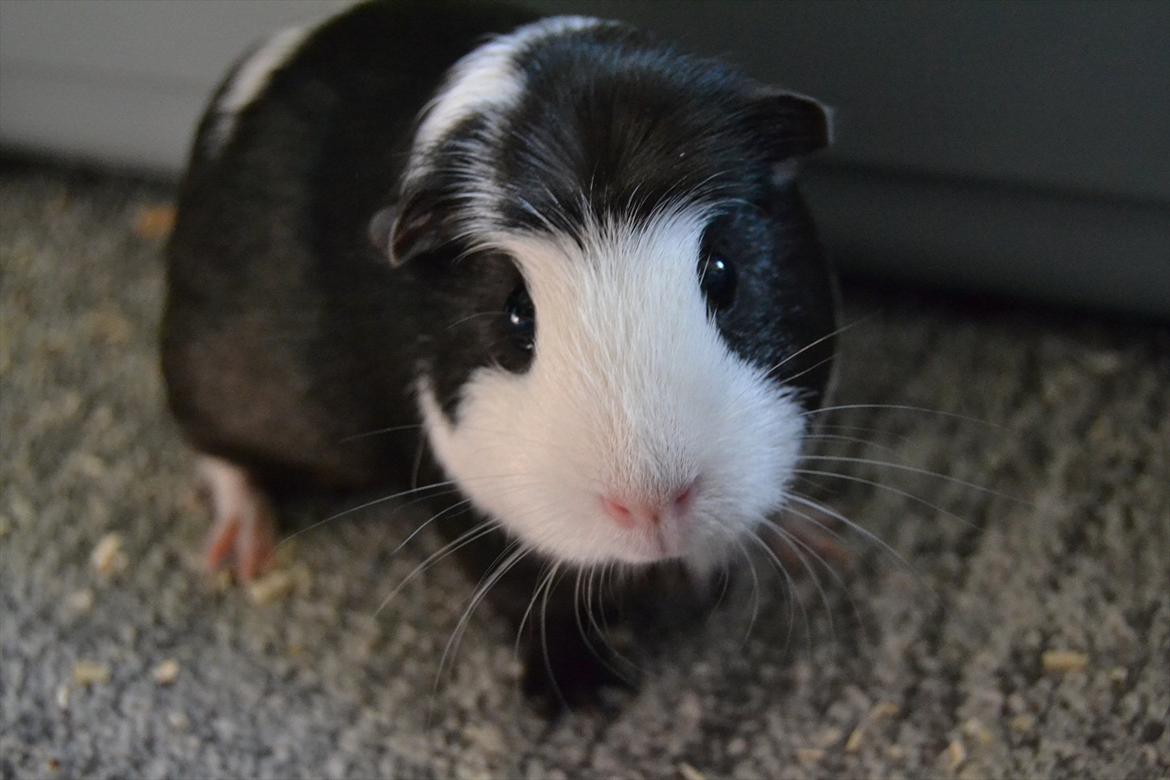 Marsvin |Daim billede 20