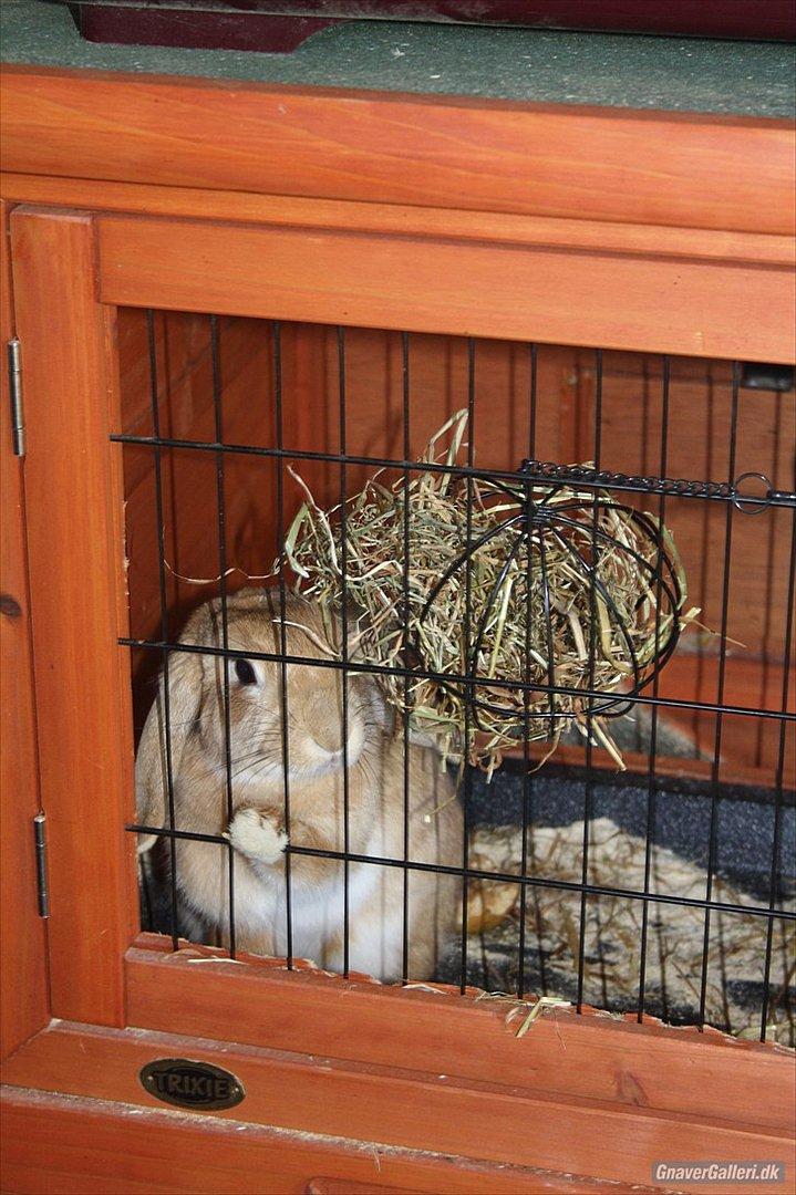 Kanin Beauty Princess | The One<3 - Lille Beauty vil også ud :)
MMB|Foto billede 3