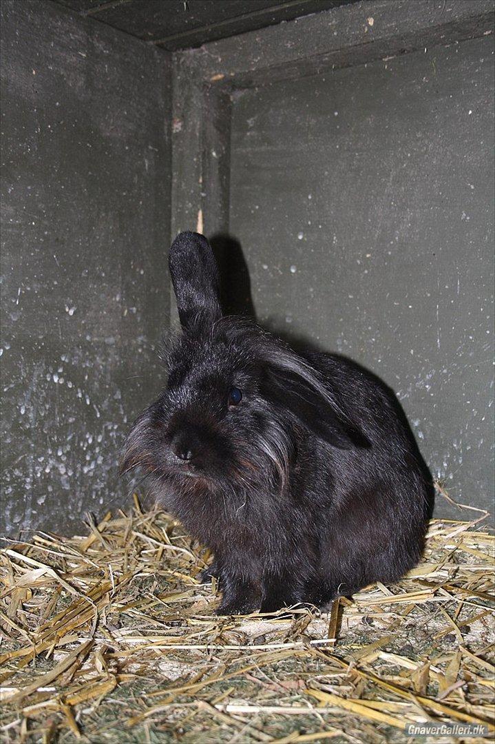 Kanin Prince Shadow | Keglen | Soulmate<3 - MMB|Foto billede 11