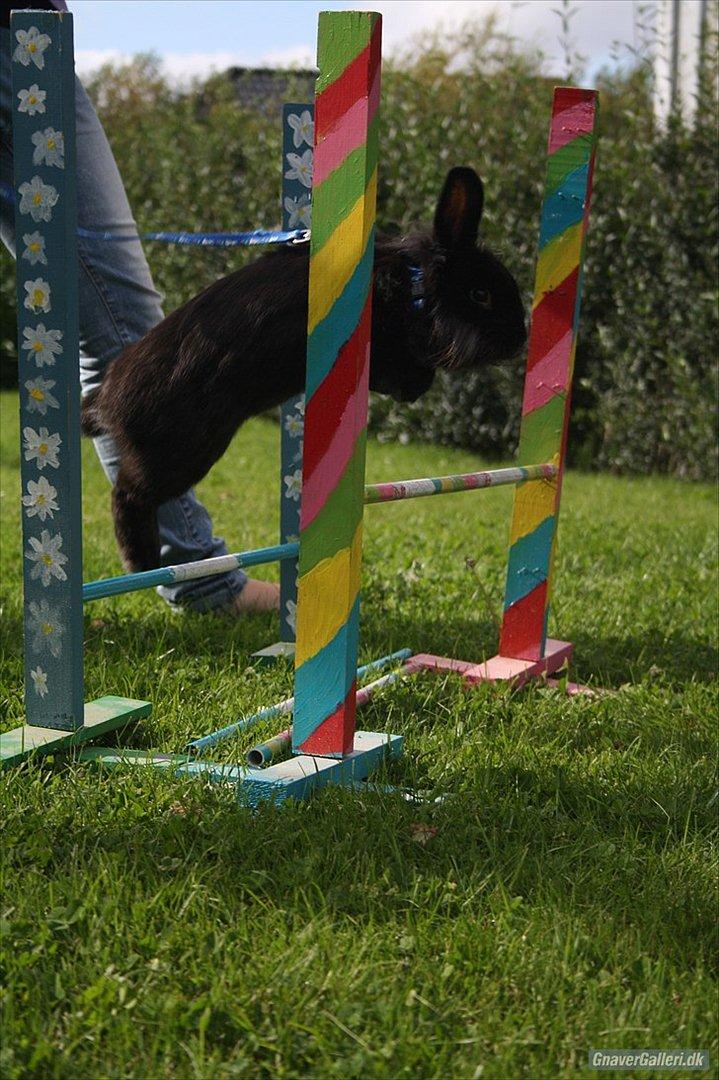 Kanin Prince Shadow | Keglen | Soulmate<3 - MMB|Foto billede 12