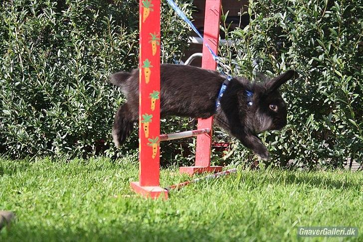 Kanin Prince Shadow | Keglen | Soulmate<3 - MMB|Foto billede 13