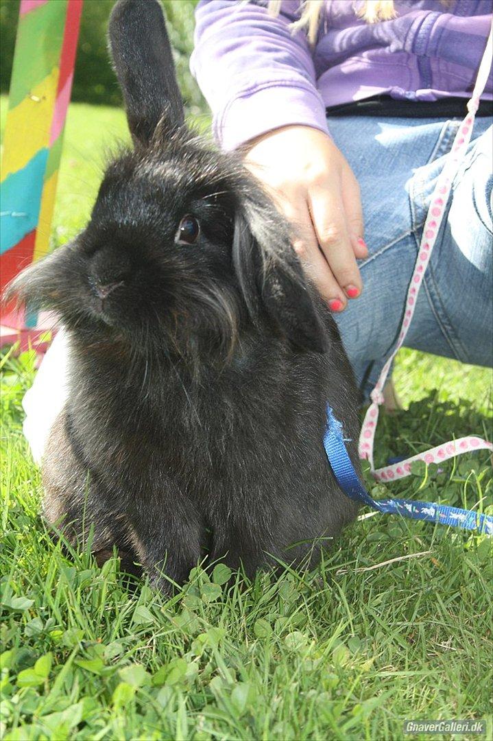 Kanin Prince Shadow | Keglen | Soulmate<3 - MMB|Foto billede 14