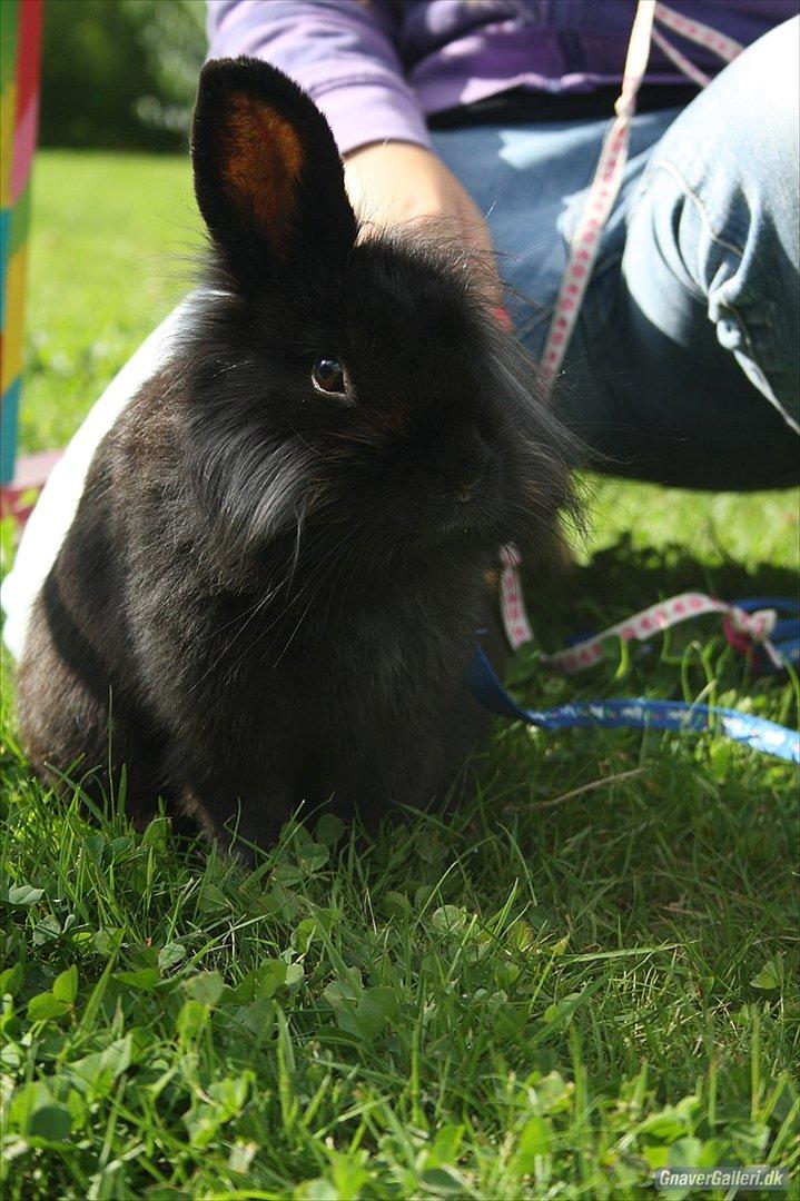 Kanin Prince Shadow | Keglen | Soulmate<3 - MMB|Foto billede 15