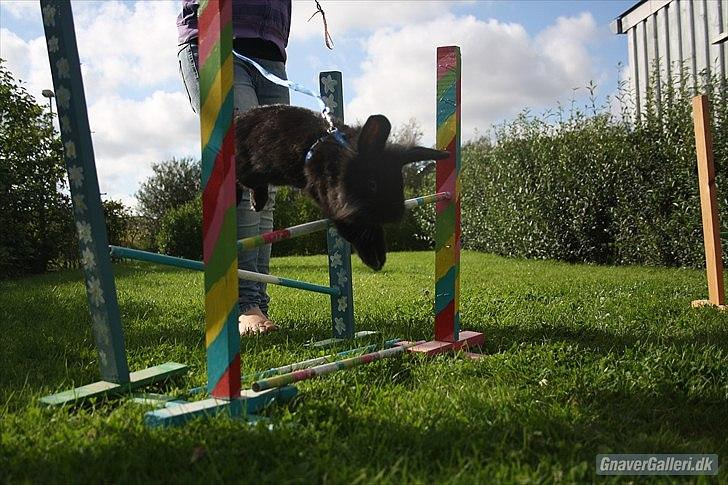 Kanin Prince Shadow | Keglen | Soulmate<3 - MMB|Foto billede 16