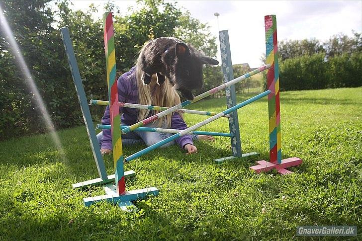 Kanin Prince Shadow | Keglen | Soulmate<3 - MMB|Foto billede 17