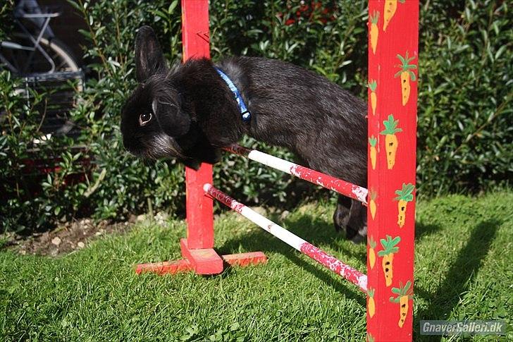 Kanin Prince Shadow | Keglen | Soulmate<3 - MMB|Foto billede 18