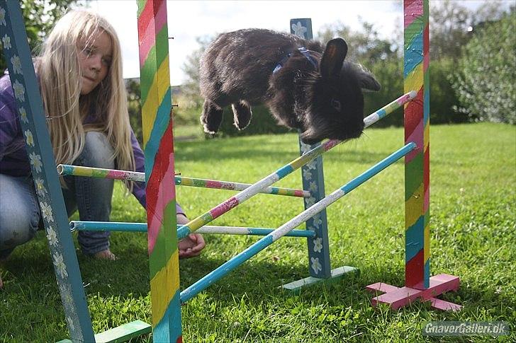 Kanin Prince Shadow | Keglen | Soulmate<3 - MMB|Foto billede 19