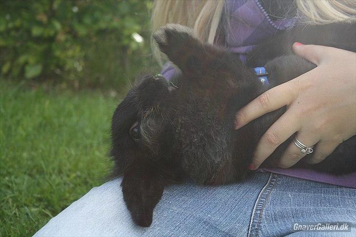 Kanin Prince Shadow | Keglen | Soulmate<3 - MMB|Foto billede 20